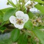 Perenboom 'Gieser Wildeman' halfstam (zelfbestuiver)